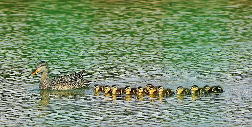 《博德之门3》Xbox实体需4张光盘 豪华版发货延期